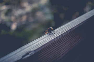 Macro de Abelha