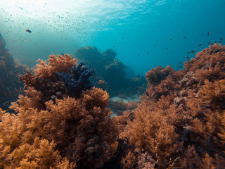 Fototapeta na wymiar Underwater bush