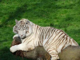 Fototapeta na wymiar Tigre blanc au repos