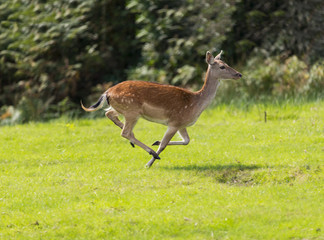 Red Deer