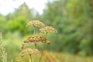 Inflorescence of cow parsnip