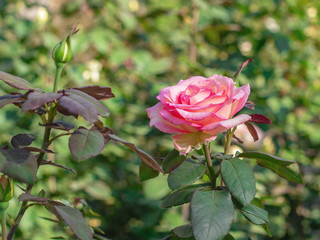 Pink rose in the garden, illuminated by the sun on a background of green foliage