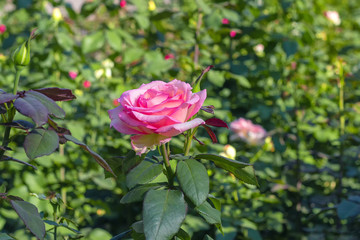 Bloomed pink rose with green leaves under the midday sun, in the city park