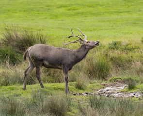Pere David Deer