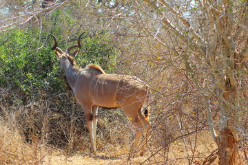 Kudu at Kruger National Park - South Africa