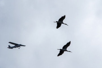 Weißstorch Weissstorch Weisstorch