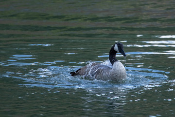 Obraz premium Kanadagans