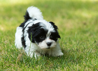 havanese puppy dog