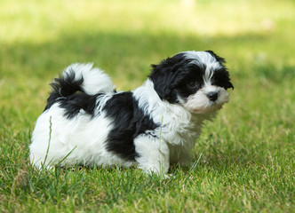 havanese puppy dog