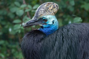 Helmkasuar