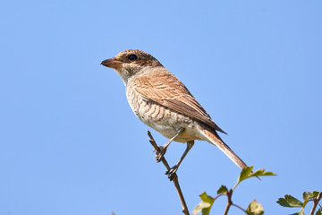 Red-backed shrike (Lanius collurio) female sitting on a branch