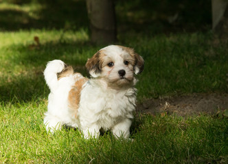 havanese puppy dog