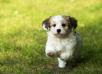 havanese puppy dog