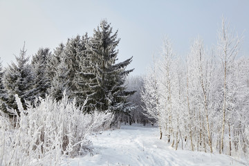 Winter mixed forest. Trees covered with white snow