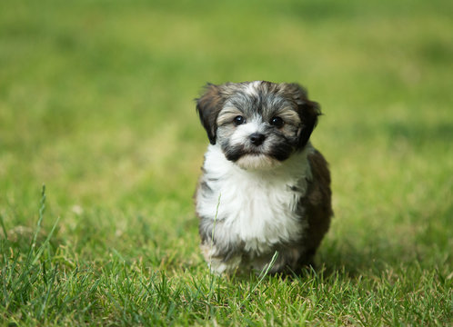 havanese puppy dog