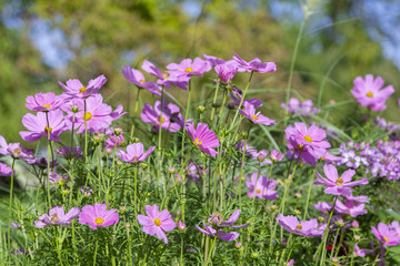 Violet and white garden cosmos flower in a bed of flowers
