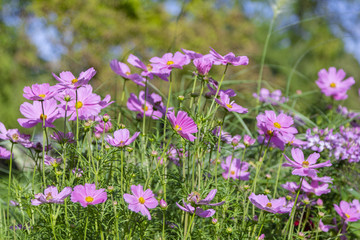 Obraz premium Violet and white garden cosmos flower in a bed of flowers