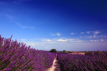 Naklejka na ściany i meble Lavendelfelder in der Provence