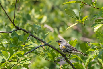 Yellow-rumped warbler near Capulin Spring, Sandia Mountains, New Mexico