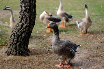 Obraz premium Toulouse and chinese domestic geese on the farm