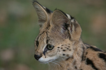 Serval