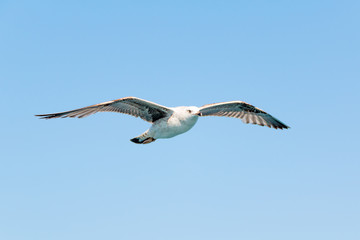 Gaviota en vuelo