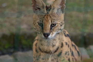 Serval