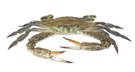 Crab blue fresh seafood isolated on white background,Clipping path top view.
