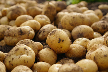 Fresh potato lying on the ground, good harvest and organic food.