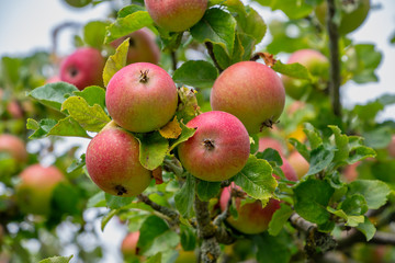 Red apples growing on trees