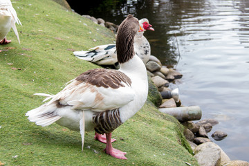 Gansos patos en la laguna