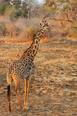 Fototapeta premium Giraffe in South Luangwa National Park - Zambia