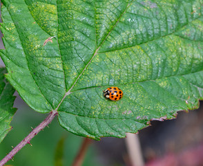 Yellow ladybird insent on a plant leaf