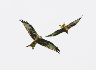 Red Kite