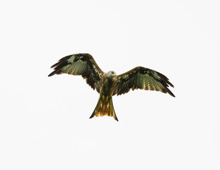 Red Kite
