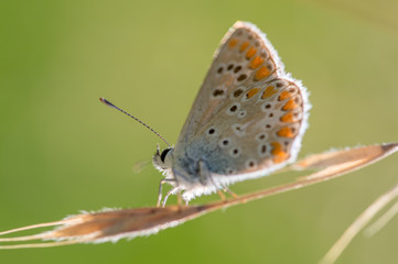 Fototapeta na wymiar seul papillon azuré bleu posé sur un brin d'herbe en été en vue horizontale sur fonds vert