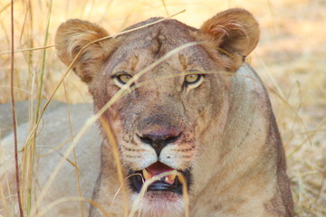 Close-up of Lion in South Luangwa National Park - Zambia