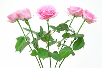 Obraz premium 薔薇
