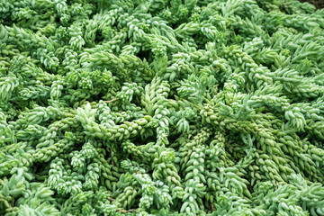 sedum morganianum e. walther, pendent plant with many long hanging stems, very fleshy leaves, covered with pale glaucous green, slightly flattened, 