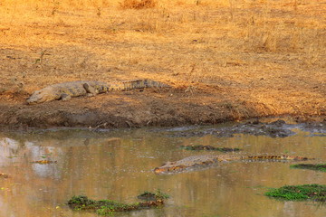 Crocodiles in South Luangwa National Park - Zambia