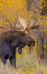 Bull Moose in the Autumn Rut in Wyoming
