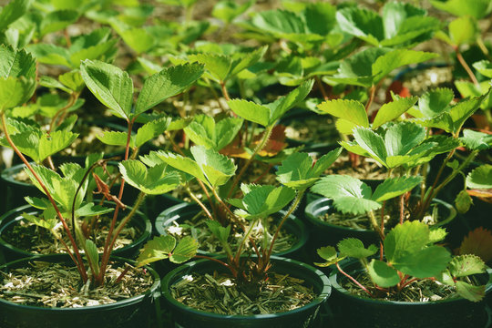 fraisier ciflorette en pots