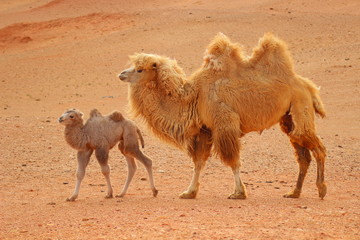 Camels in the Gobi desert - Mongolia