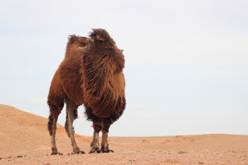 Camel in the Gobi desert - Mongolia