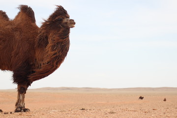 Camel in the Gobi desert - Mongolia