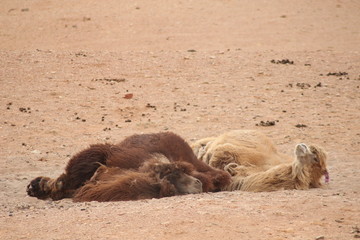 Camels in the Gobi desert - Mongolia
