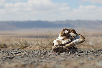 Horse skull in the Gobi desert - Mongolia