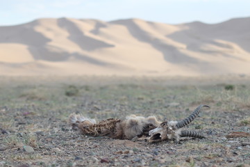 Goat Carcass in the Gobi desert - Mongolia