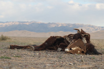 Horse Carcass in the Gobi desert - Mongolia