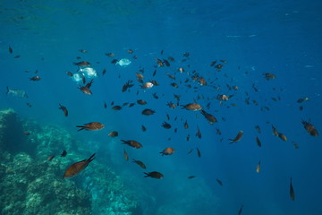 Naklejka na ściany i meble Mediterranean sea shoal of fish underwater (damselfish Chromis chromis and few white sea breams), marine reserve of Cerbere Banyuls, Pyrenees-Orientales, France